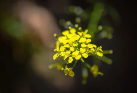Gelbe Blüten der Isatis tinctoria Nahaufnahme