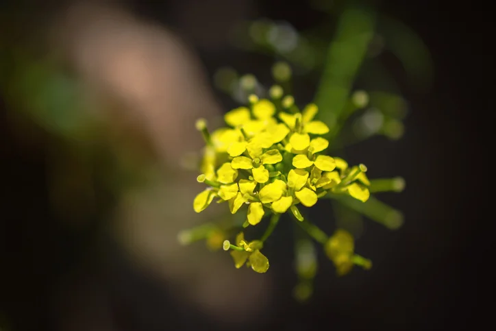 Gelbe Blüten der Isatis tinctoria Nahaufnahme
